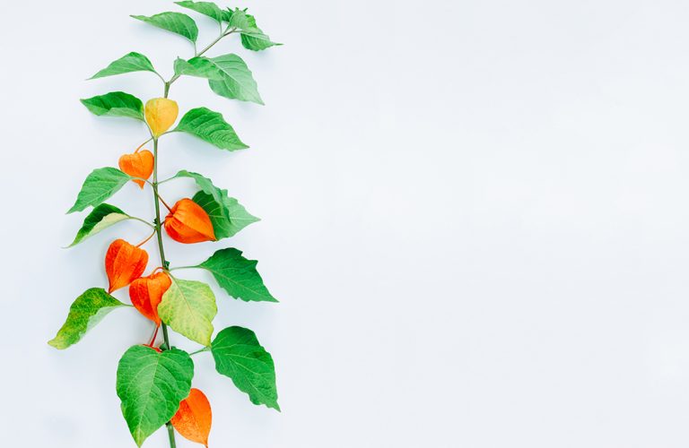 Ashwagandha: What are the positive benefits of your regular consumption?